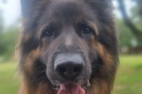 Milo